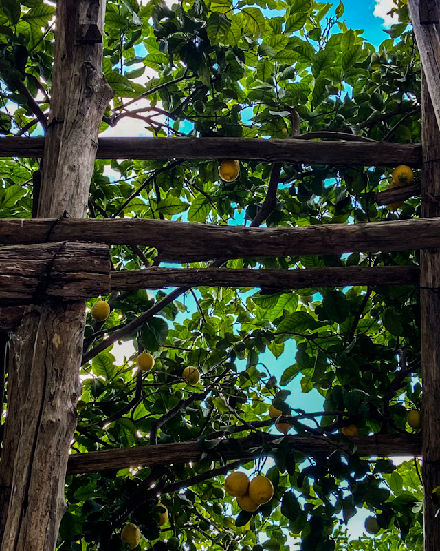 amalfi coast lemons