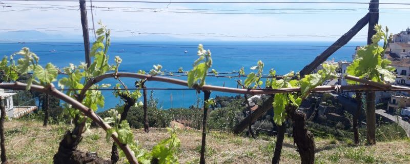 wine tour costiera amalfitana