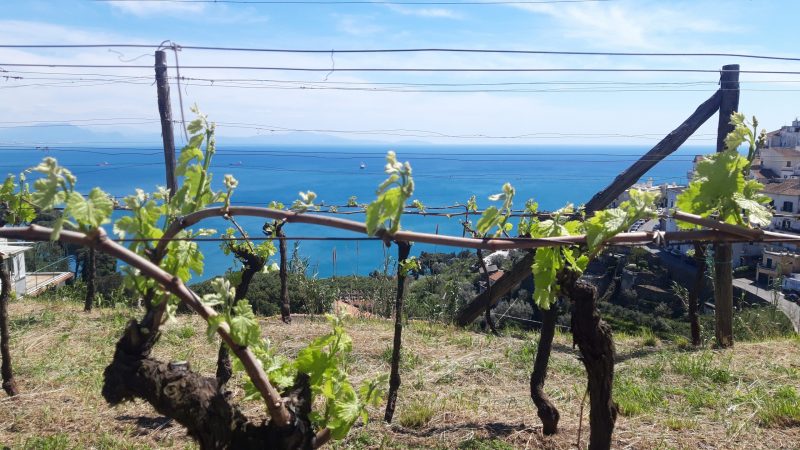 WINE TOUR on the Amalfi Coast and Salerno | Which is the best for you?