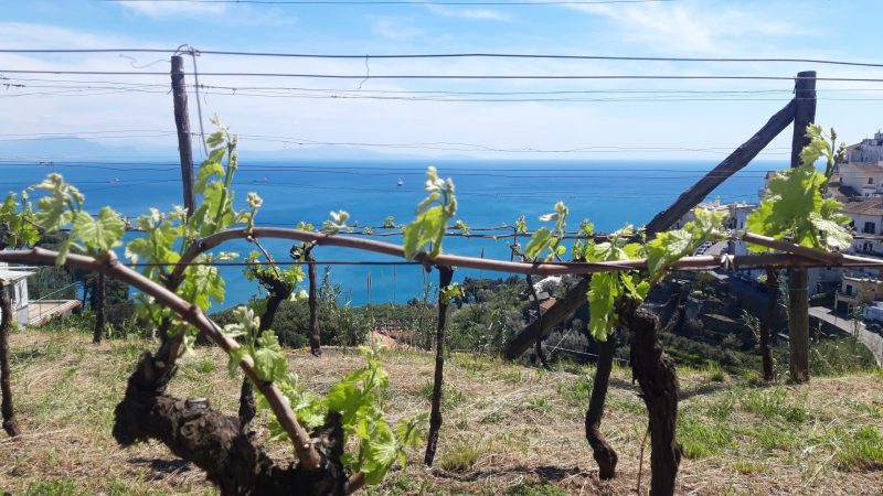 wine tour costiera amalfitana